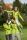 work safety shop munkaruhazat munkavedelem malfini 522 ferfi softshell dzseki lime